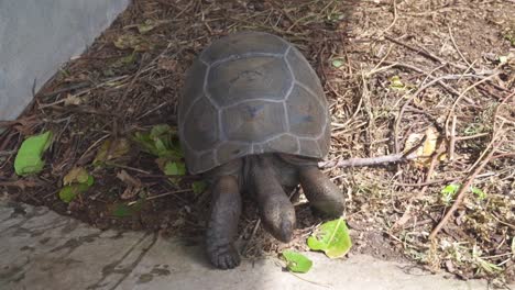 Kleine-Babyschildkröten-Im-Tierschutzzentrum-Auf-Den-Seychellen