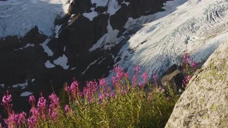 bugaboo glacier with warm morning light