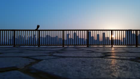 silhouette: slow motion shot of a flying pigeon, city skyline in the background in sharjah, united arab emirates