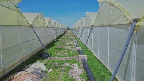 Flying-Through-Polyhouse-Shed-Greenhouse-in-East-Africa