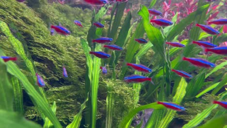 escuela de peces tetra de neón en un acuario con hojas verdes