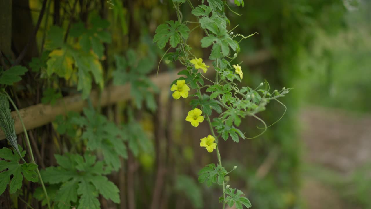 乡村菜园里生长的苦瓜植物影像。画面展示了健康的绿色蔬菜、自然种植和有机农业实践。