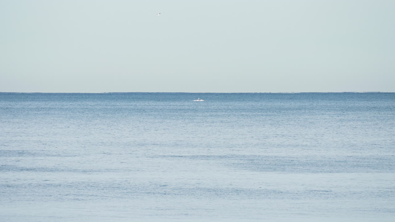 고요한 날 바다에서 먼 곳의 물을 뚫고 나온 고래의 와이드 샷
