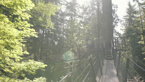 walking on beautiful treetop bridge on sunny day, flare