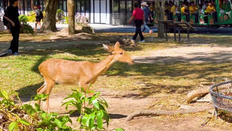 deer interacting with visitors at the zoo