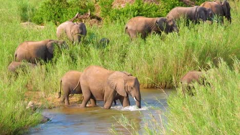 elephants crossing a river in the savannah