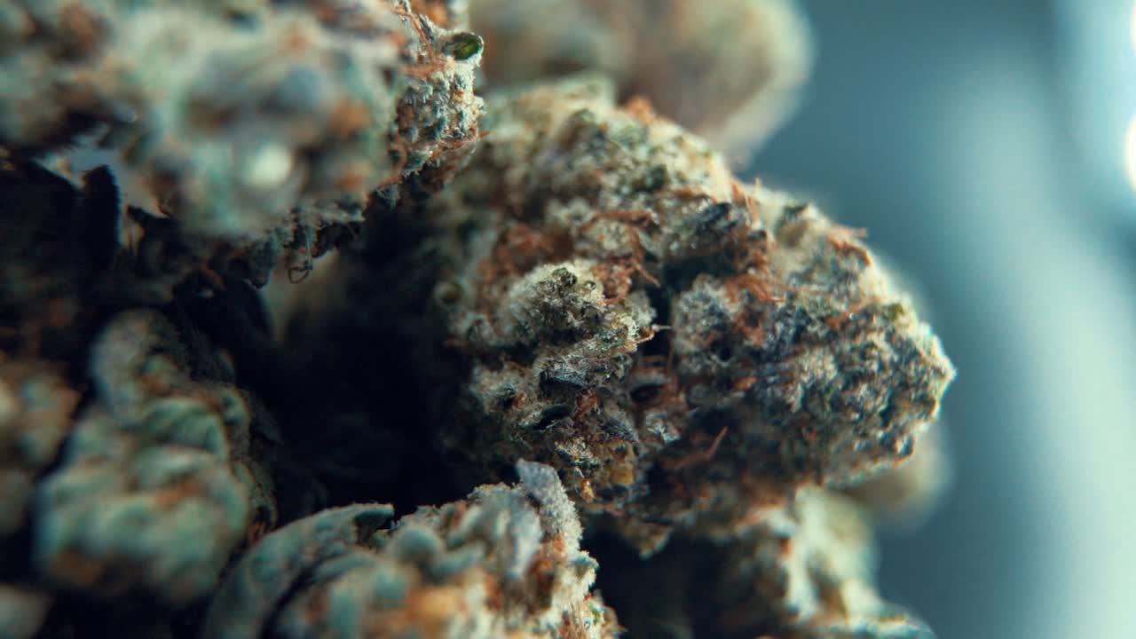 A macro cinematic detailed shot of a cannabis plant, hybrid orange strains, Indica ,marijuana flower, on a 360 rotating stand, Full HD, super slow motion, 120 fps, pro studio lighting