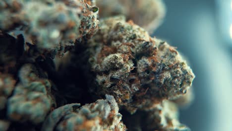 A-macro-cinematic-detailed-shot-of-a-cannabis-plant,-hybrid-orange-strains,-Indica-,marijuana-flower,-on-a-360-rotating-stand,-Full-HD,-super-slow-motion,-120-fps,-pro-studio-lighting