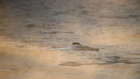 White-Throated-dipper-surrounded-by-frosty-sunset-river-and-haze,-Norway