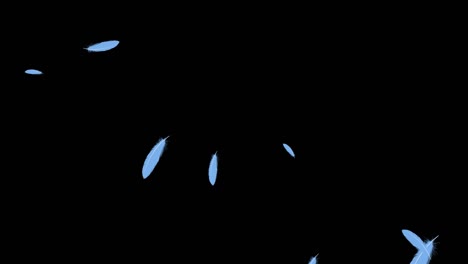 light blue feathers soaring particles motion graphics
