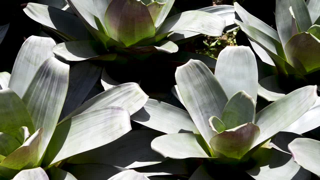 큰 브로멜리아드의 아름다운 정원. 파노라마 비행기 이동