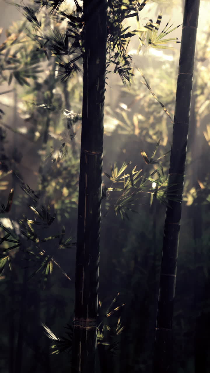 el bosque místico de bambú