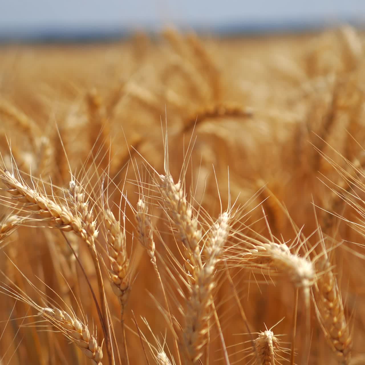 Rural landscape of wheat field