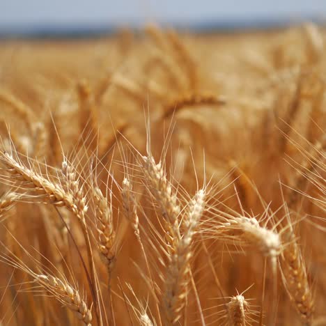 rural landscape of wheat field