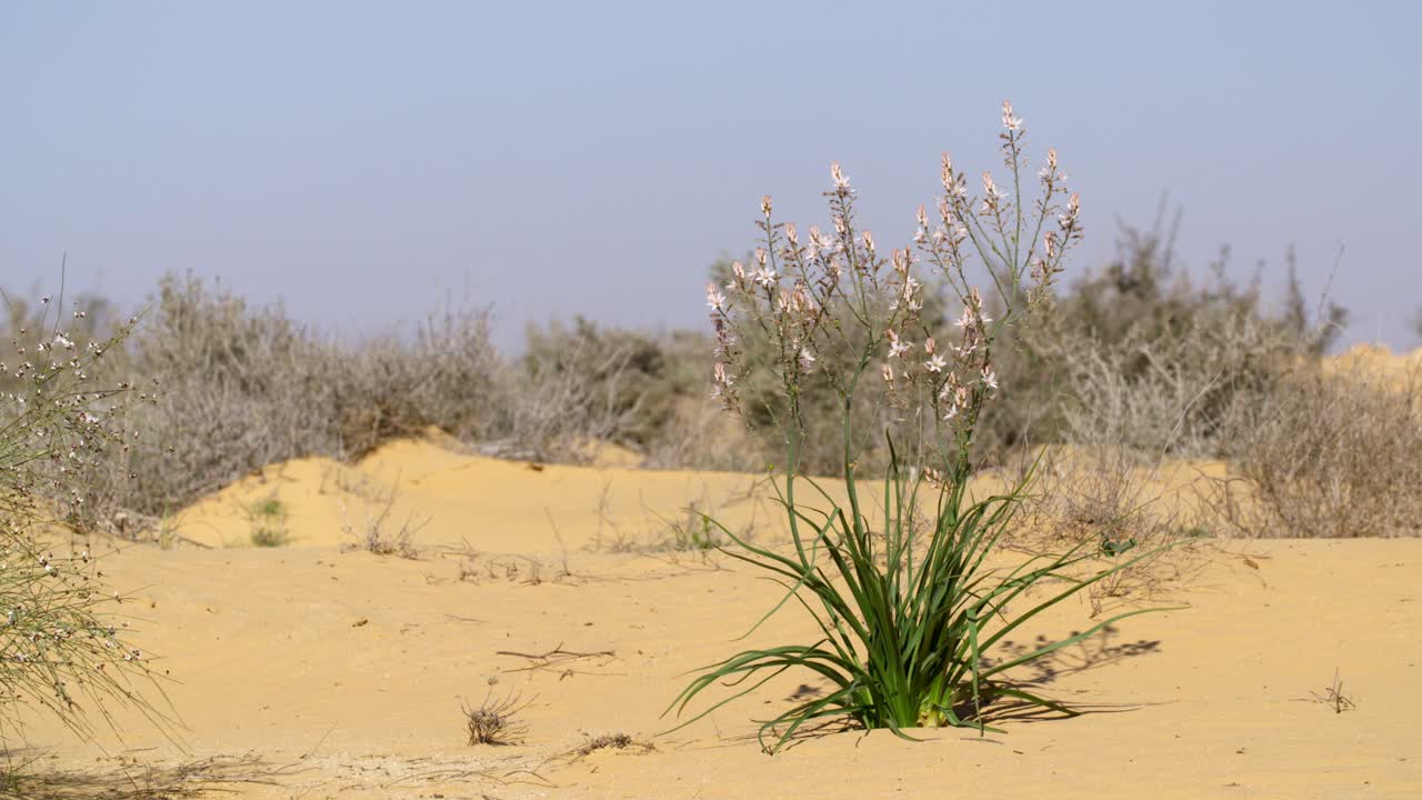 Asphodelus ramosus is native to the Mediterranean region of southern Europe, northern Africa, and the Middle East.
