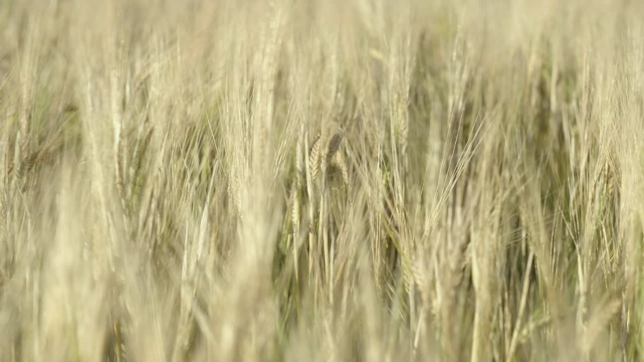 Close up view of a field of barley moving in the breeze on a sunny day