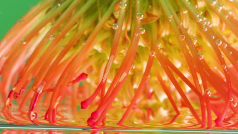 close-up of a pincushion protea submerged in water with bubbles