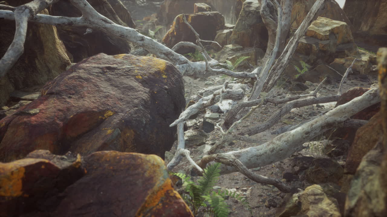 campo de piedra de lava con árboles y plantas muertas