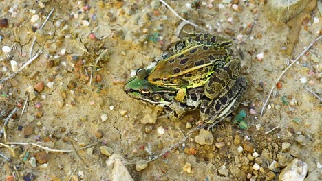 dos ranas leopardo de río grande agarrándose juntas