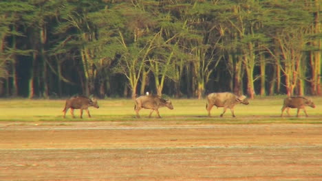 búfalo del cabo camina por las llanuras de áfrica