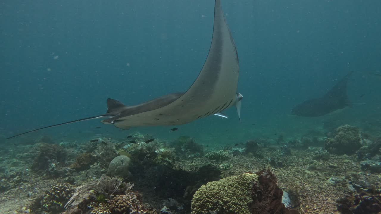 una gran raya manta nadando por encima del arrecife de coral