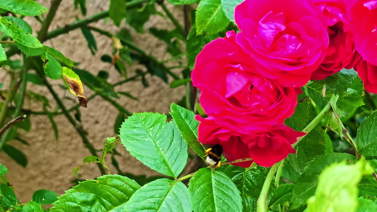 Bee crawls on vibrant pink flower in close-up, exploring the petals in daylight