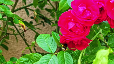 bee crawls on vibrant pink flower in close-up, exploring the petals in daylight