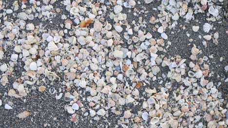 beautiful seashells on a sandy beach in florida on the ocean