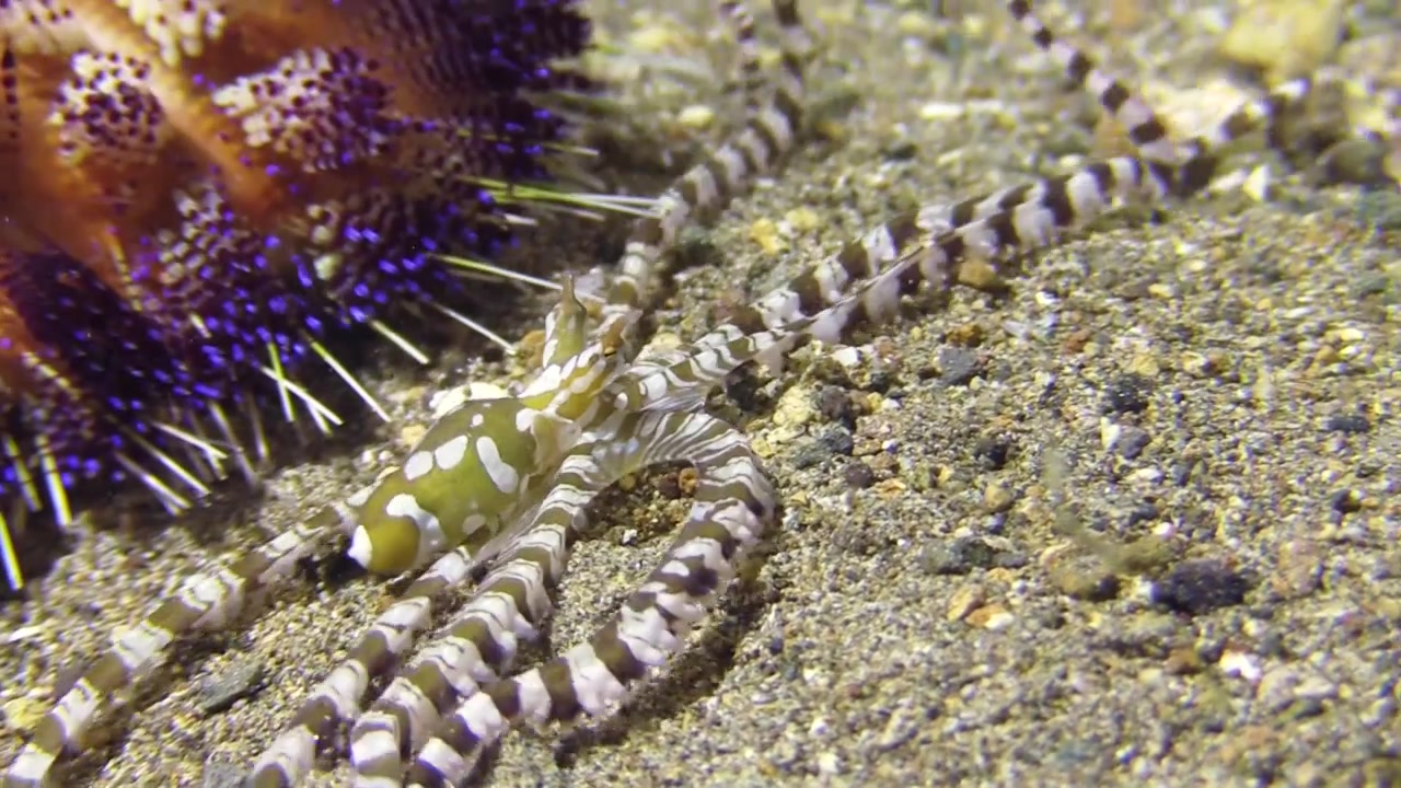 Wonderpus che sfugge a un riccio di mare di fuoco e cerca riparo tra le alghe.