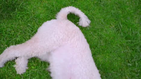 dog wagging tail. white dog on green grass. white labradoodle lying on lawn