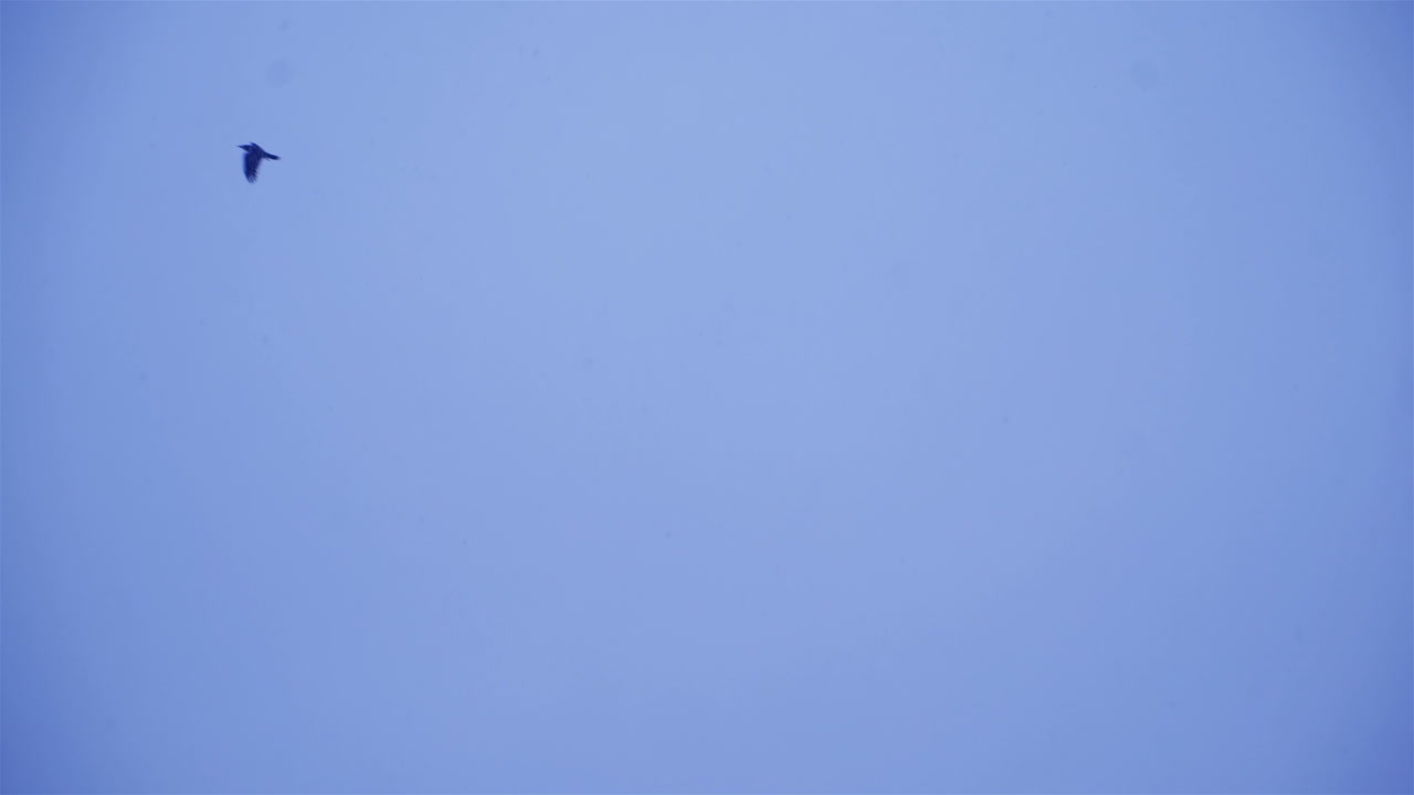 Flock of birds flying against gray clouds. Crows In Flight