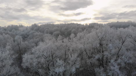 panorama of winter forest, aerial view on frozen tree tops