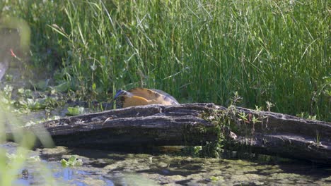 Tortuga-De-Agua-Dulce-Tomando-Sol-En-La-Rama-De-Un-árbol-En-Florida