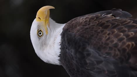 vertical slow motion footage of a bald eagle looking up and looking around at its surroundings