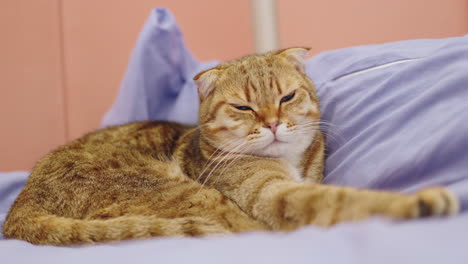 gato plegado escocés durmiendo en una cama