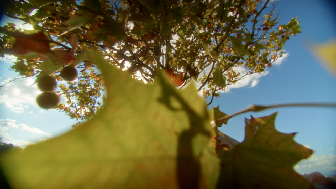Woman and Autumn Leaves