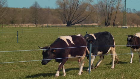 a herd of small french cows walking around a fence