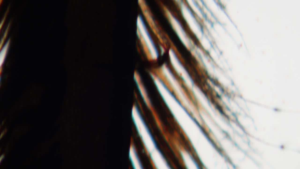 Vista microscopica di fibre organiche ingrandite