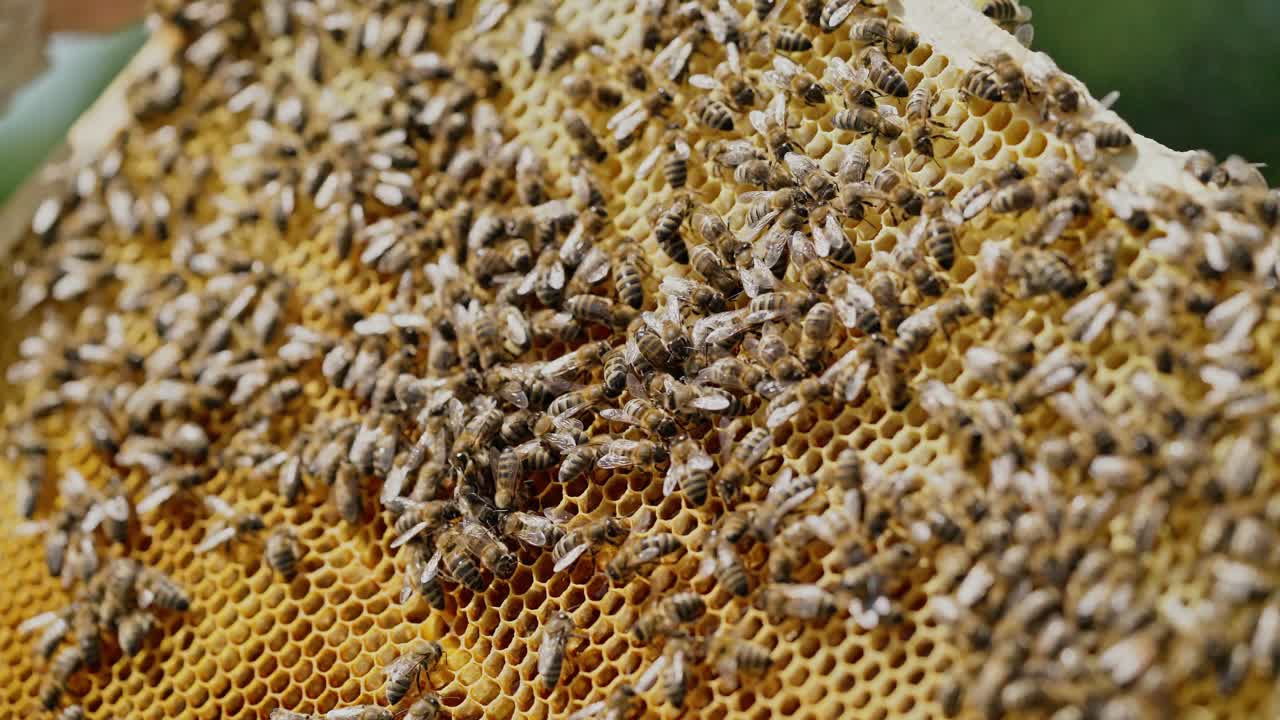 Striped bees crawling and humming on a honeycomb with golden hexagons full of healthy and tasty honey. A frame in man's hands with buzzing insects outdoors. Close-up