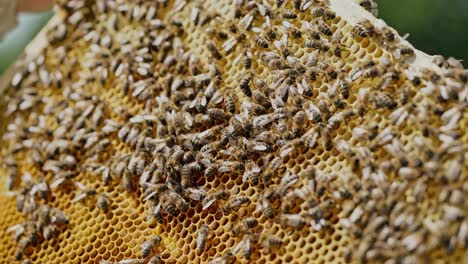 striped bees crawling and humming on a honeycomb with golden hexagons full of healthy and tasty honey. a frame in man's hands with buzzing insects outdoors. close-up