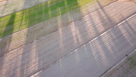 Fliegen-Sie-über-Den-Wunderschönen-Schatten-Der-Bäume-Auf-Dem-Sand-Des-Feldes.