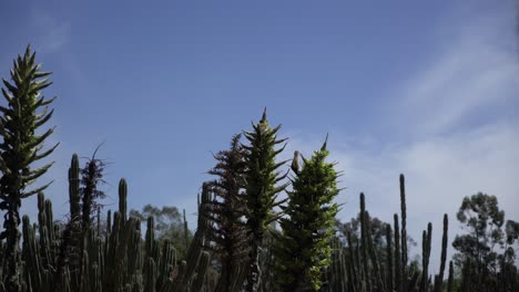 3 pájaros en 3 árboles cielo azul