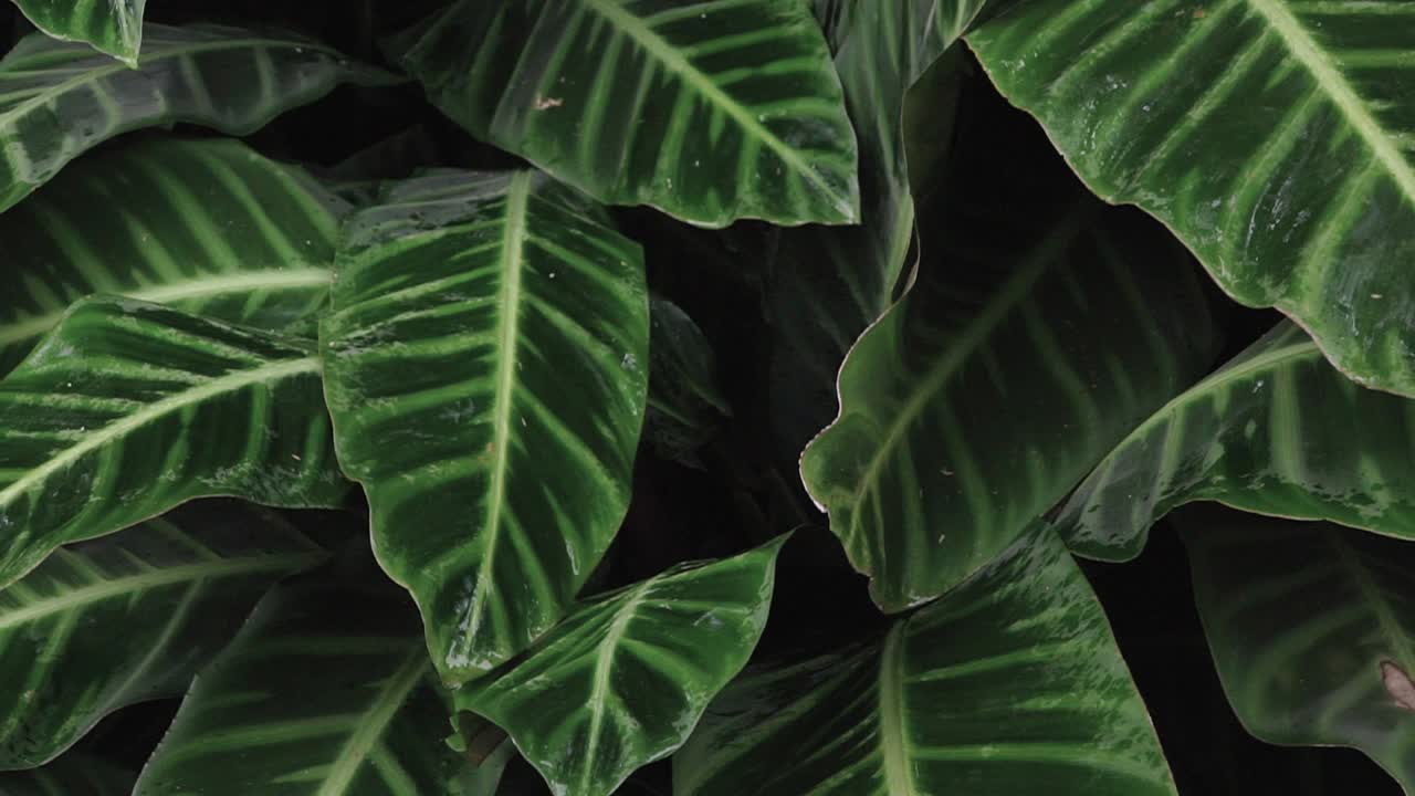 fondo de follaje tropical, hojas mojadas de la lluvia que se balancean suavemente