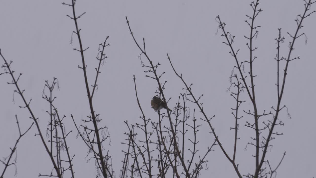 pájaro junco de ojos oscuros sentado en la rama de un árbol debajo de un nublado de nubes grises de tormenta