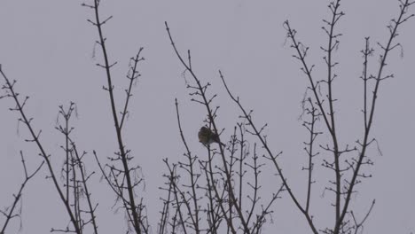 dark-eyed junco bird sitting on tree branch underneath an overcast of grey storm clouds