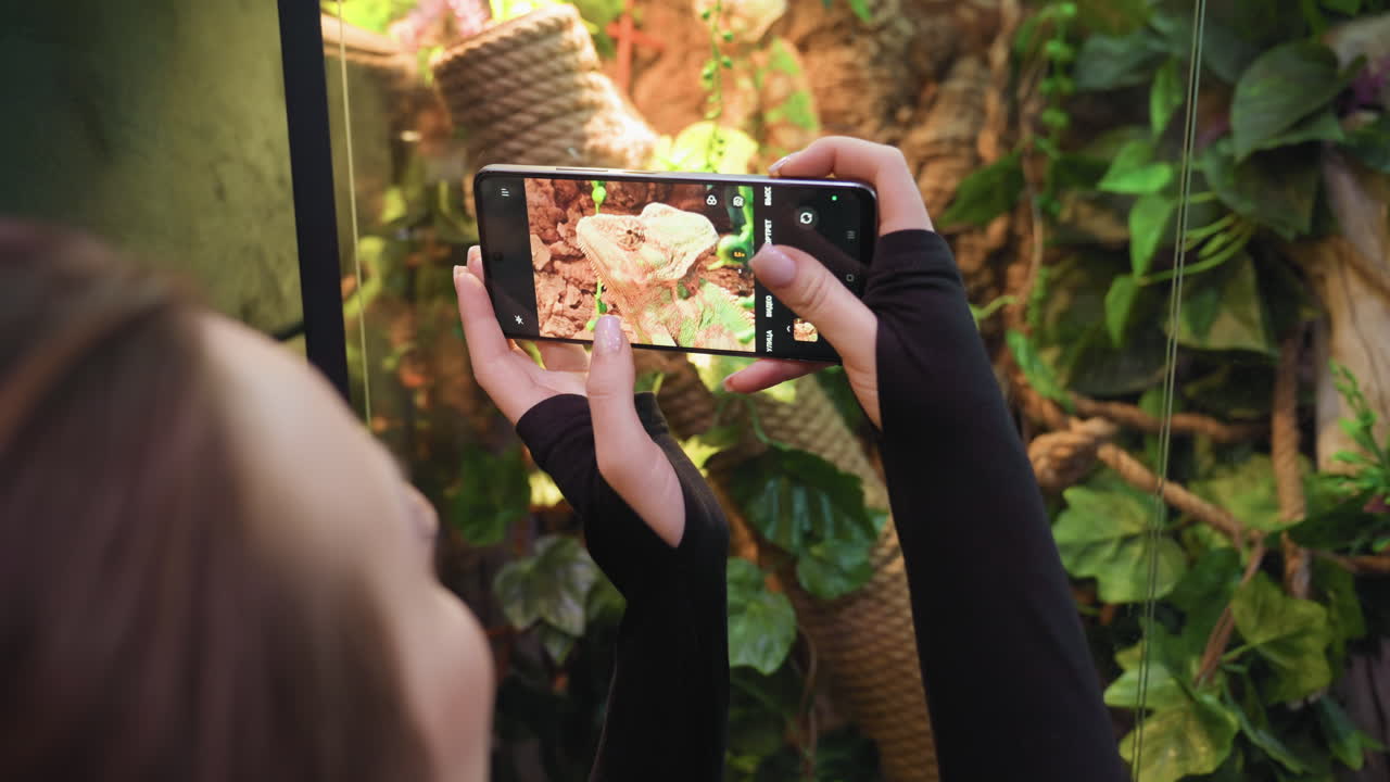Woman holds phone horizontally while zooming in to capture vibrant chameleon camouflaged among vines and green foliage in terrarium and bright lighting highlights texture and color contrast
