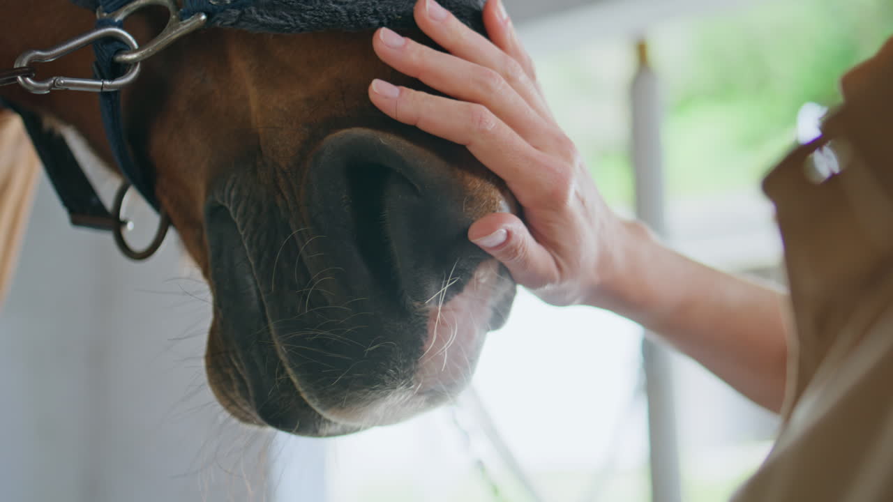 Cowgirl hand caressing equine at paddock closeup. Unknown woman stroking horse