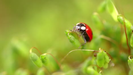 Close-up-wildlife-of-a-ladybug-in-the-green-grass-in-the-forest