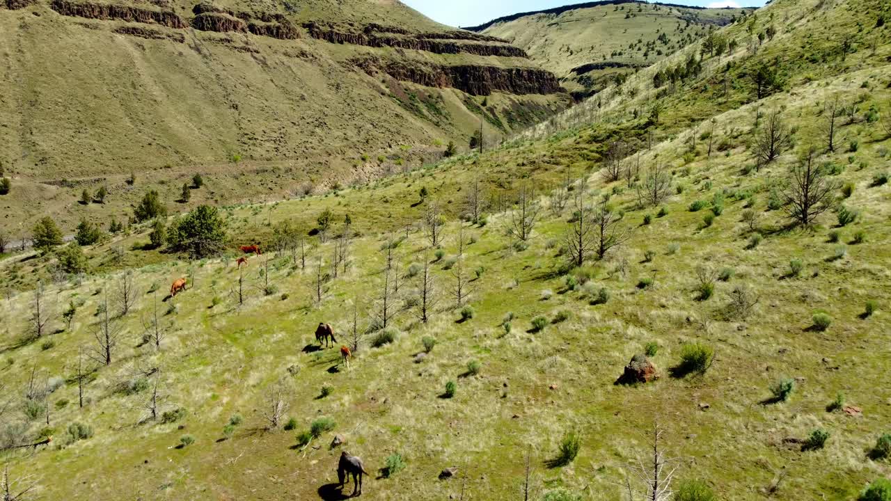 US, Oregon, Warm Springs, , 2025-04-21 - Drone view of wild horses roaming the tribal lands near the Deschutes River. High desert of central Oregon, in Spring.