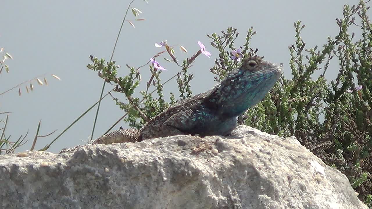 lagarto agama de rock sureño asintiendo sobre una roca
